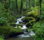 deep woods with creek flowing over mossy rocks